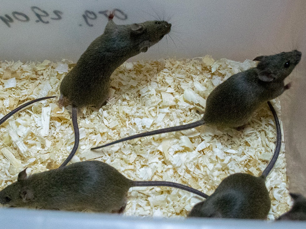 Линейные лабораторные мыши CBA