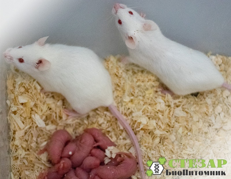 Аутбредные лабораторные мыши ICR (CD-1) в БиоПитомнике СТЕЗАР