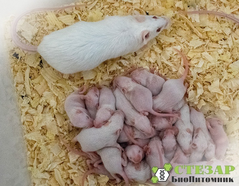 Аутбредные лабораторные мыши ICR (CD-1) в БиоПитомнике СТЕЗАР