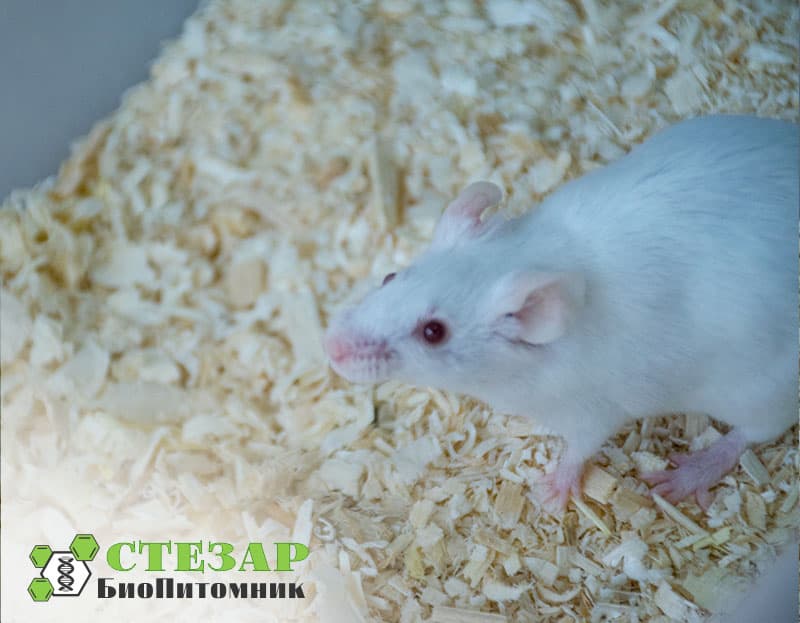 Нелинейные (аутбредные) белые мыши SHK в БиоПитомнике Стезар