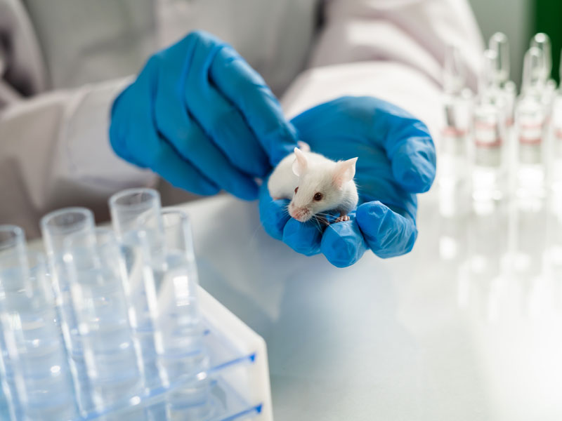 Ученый держит в руках белую лабораторную мышь