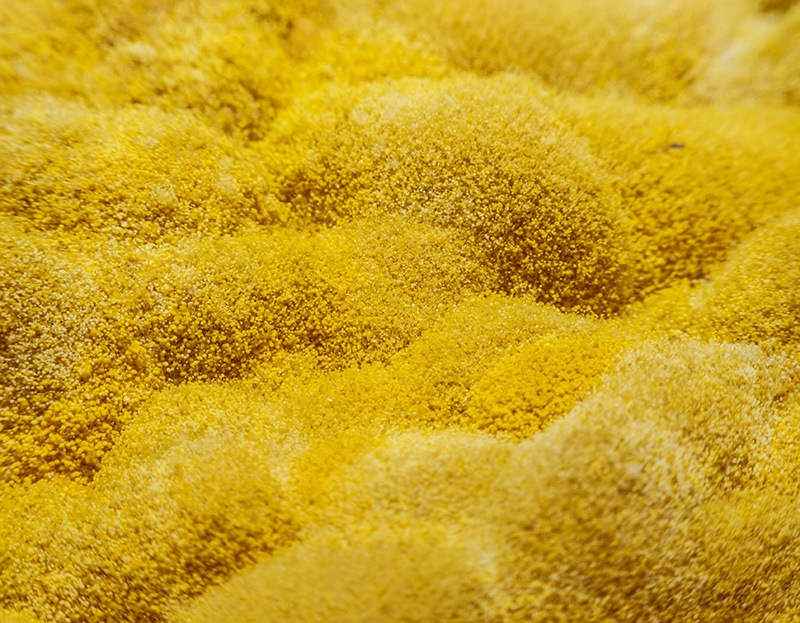 Рост желтой плесени на поверхности испорченных продуктов питания