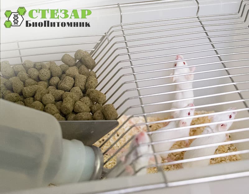 Лабораторные мыши BALB/C в БиоПитомнике Стезар