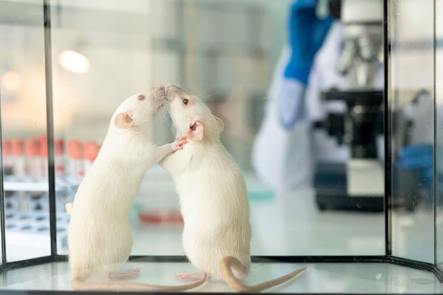 Лабораторная крыса принимает участие в исследованиях