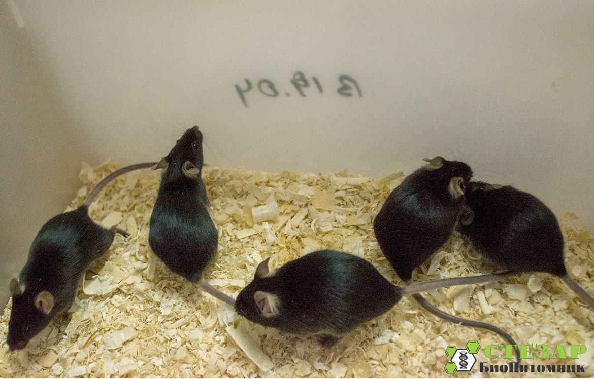 Линейные лабораторные мыши C57Black/6 в БиоПитомнике