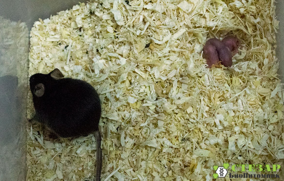 Лабораторная мышь C57Black/6 с потомством в БиоПитомнике СТЕЗАР