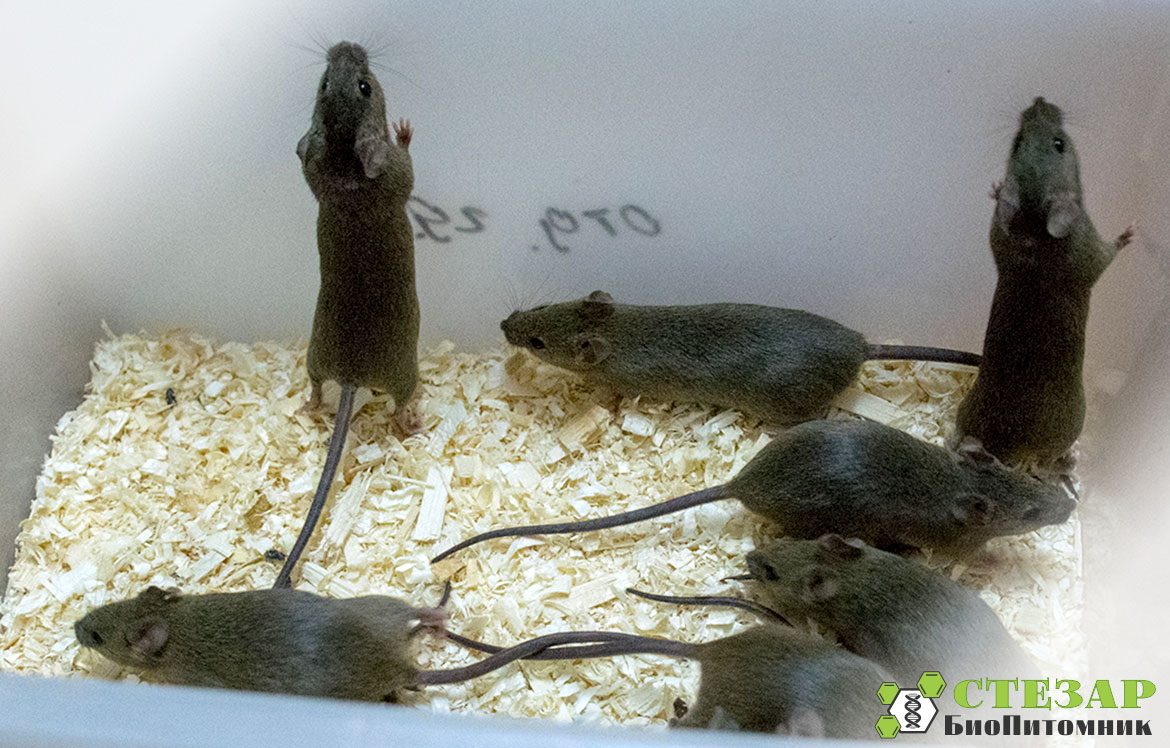 Линейные лабораторные мыши линии СВА в БиоПитомнике