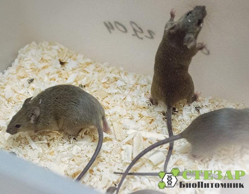 Лабораторные мыши линии CBA в БиоПитомнике СТЕЗАР