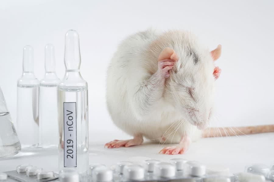 Лабораторная крыса не хочет и слышать о пандемии, потому что теперь у нас есть вакцина