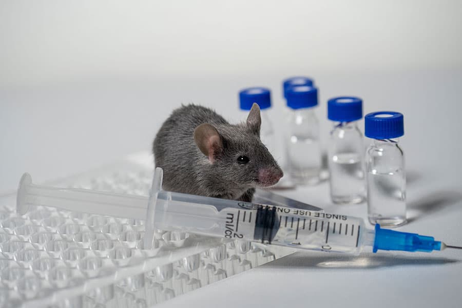 Лабораторная мышь участвует в исследованиях