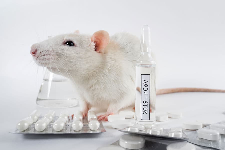 Лабораторная крыса в окружении составных компонентов для изготовления вакцины