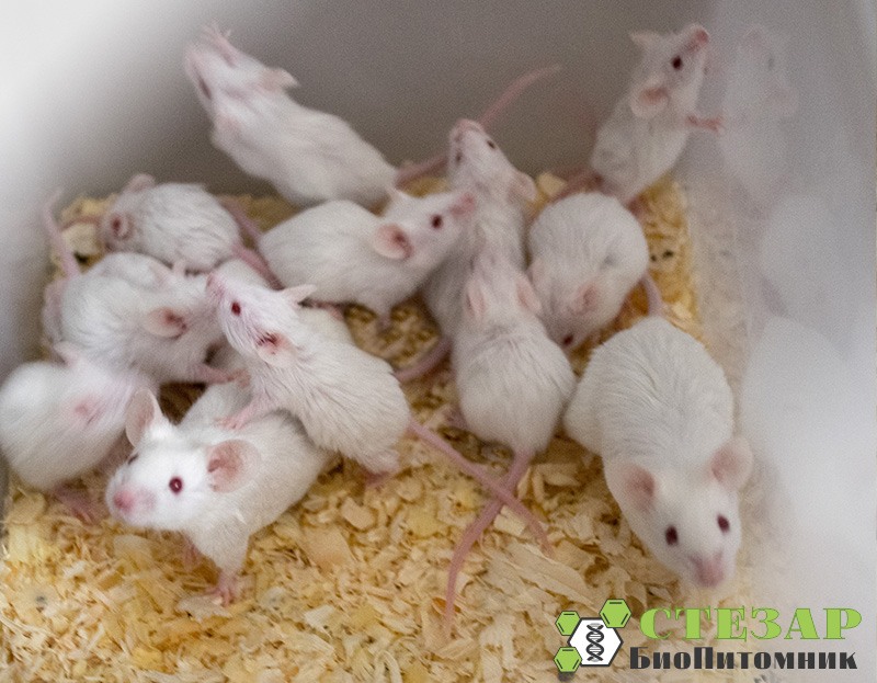 Аутбредные лабораторные мыши ICR (CD-1)