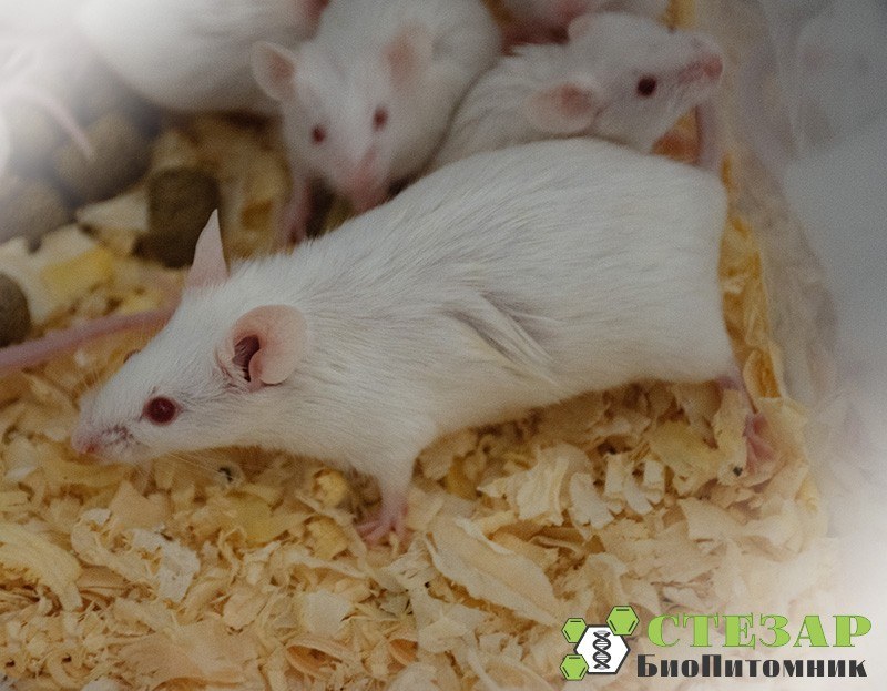 Белые лабораторные мыши