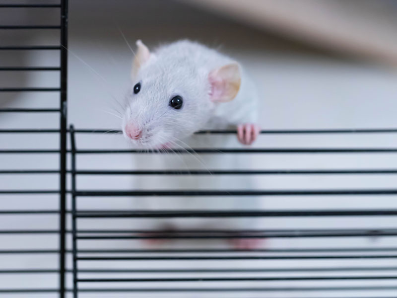 Белая лабораторная мышь с любопытством выглядывает из клетки в лаборатории