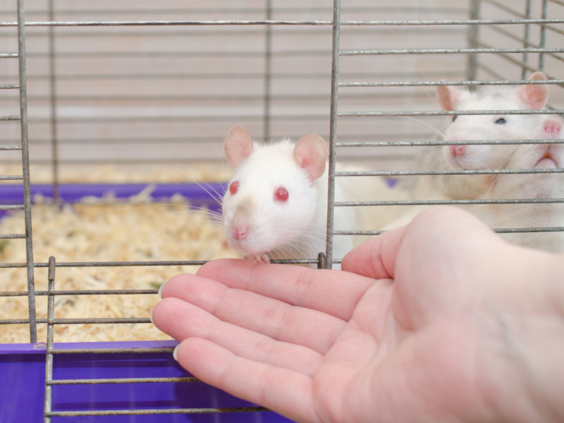 Белые лабораторные мыши с любопытством выглядывают из клетки в лаборатории
