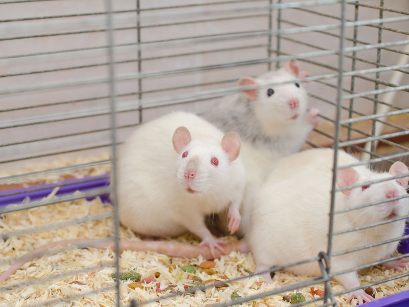 Белые лабораторные крысы удивленно выглядывают из клетки