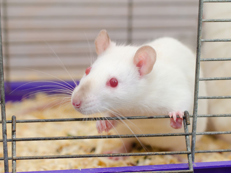 Белая лабораторная крыса смотрит из клетки на человека