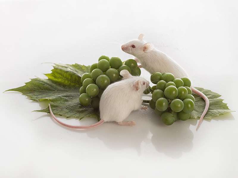 Белые мыши и гроздь зеленого винограда
