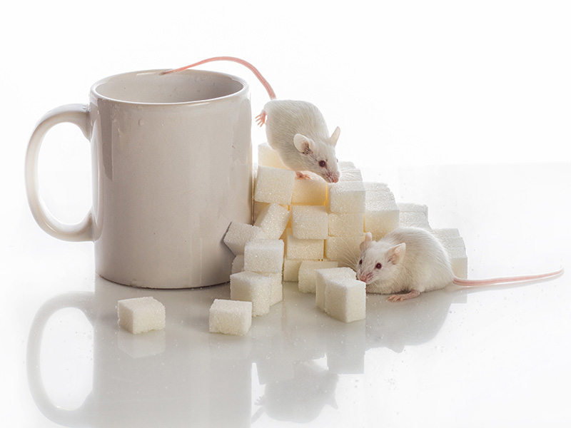 Две белые мыши изучают рафинад