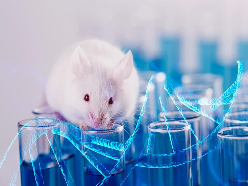 Белая лабораторная мышь с цепочкой ДНК