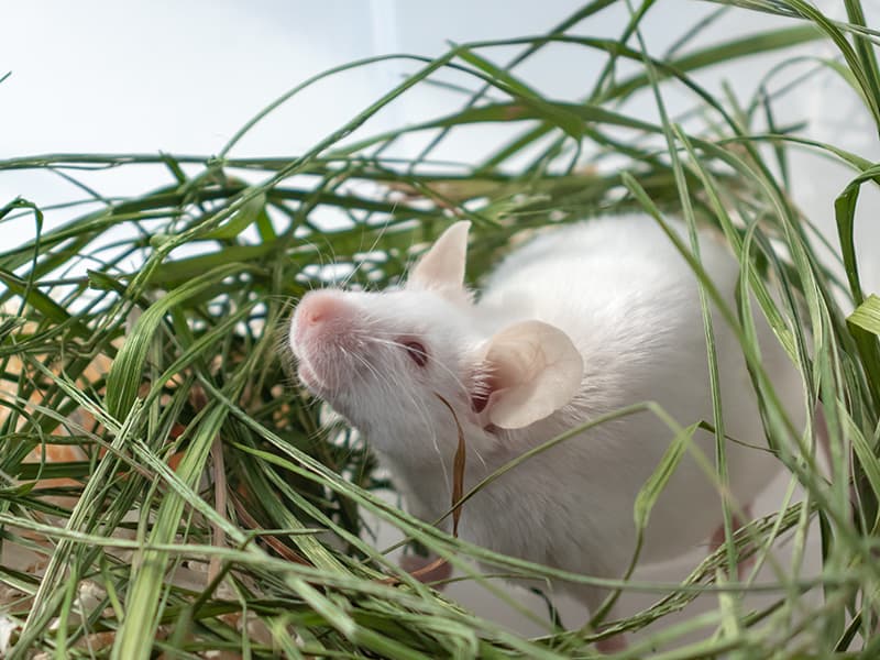 Лабораторная мышь в зеленой траве