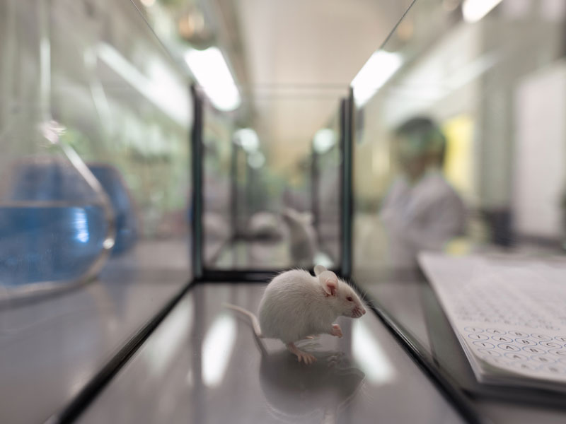 Белая лабораторная мышь сидит внутри стеклянного контейнера в лаборатории