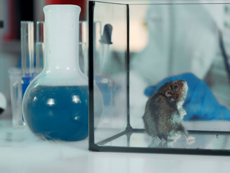 Лабораторная мышь в контейнере участвует в эксперименте