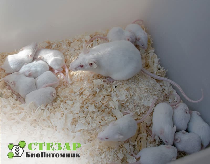 Нелинейные белые мыши SHK в БиоПитомнике Стезар