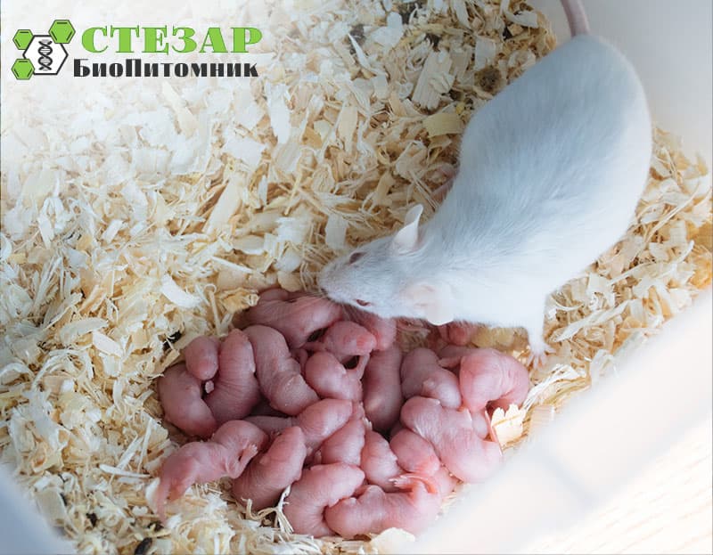 Аутбредные белые мыши SHK в БиоПитомнике Стезар