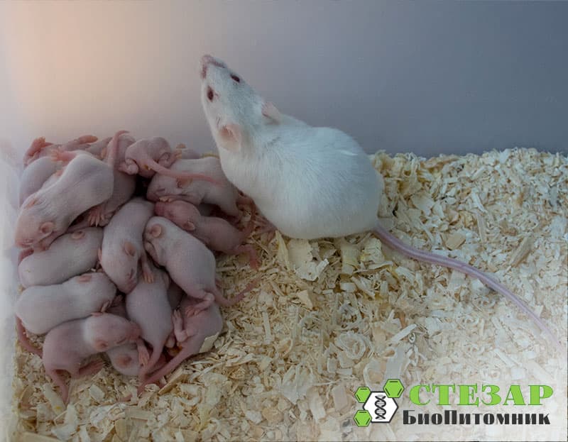 Нелинейные (аутбредные) белые мыши SHK в БиоПитомнике Стезар