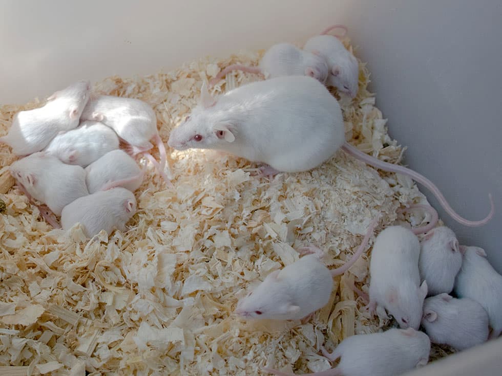 Аутбредные лабораторные мыши SHK