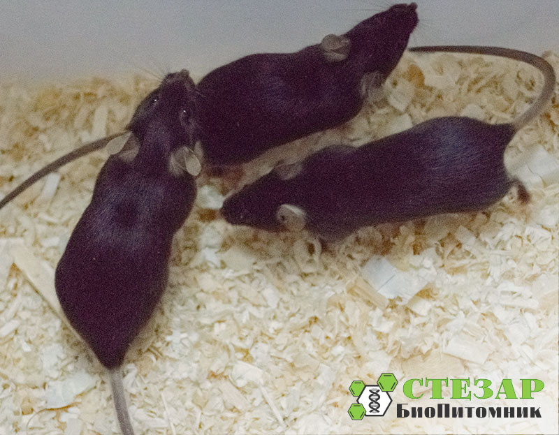 Линейные лабораторные мыши C57Black/6 в БиоПитомнике Стезар