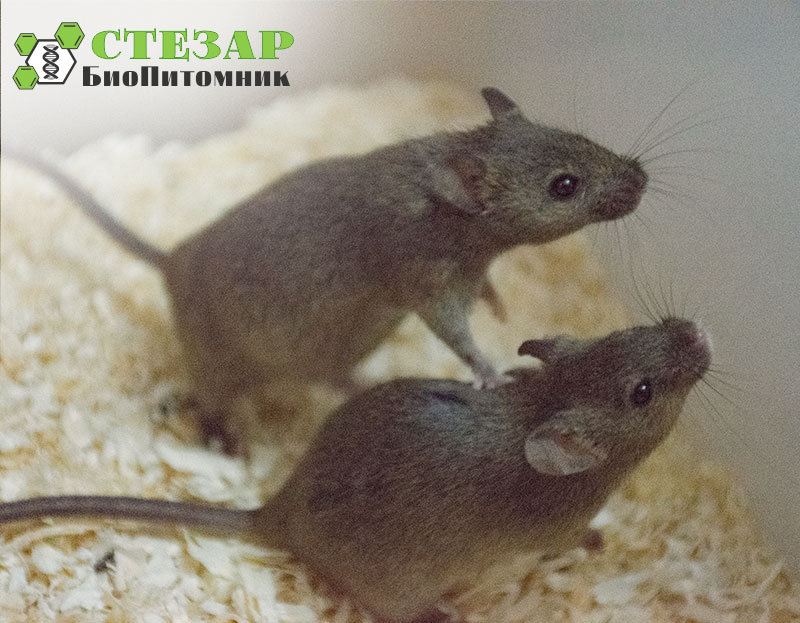 Лабораторные мыши CBA в БиоПитомнике Стезар