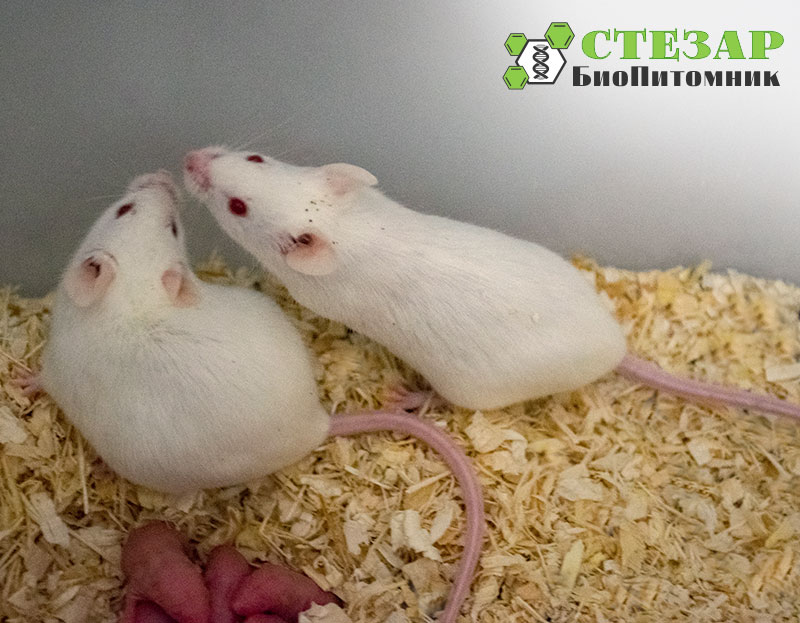 Аутбредные лабораторные мыши ICR (CD-1) в БиоПитомнике Стезар