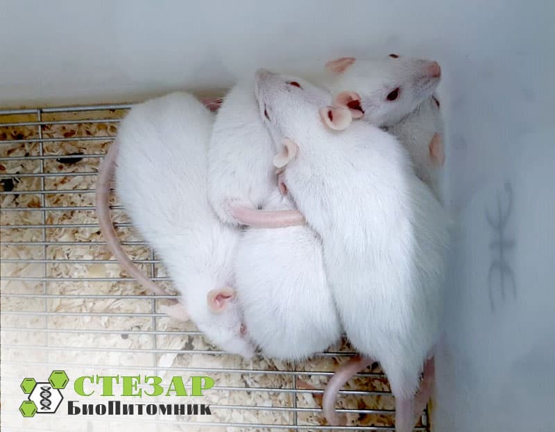 Крысы линейные Wistar в БиоПитомнике Стезар