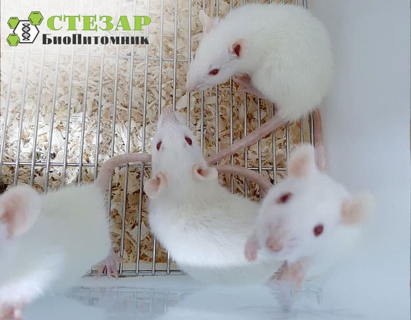 Крысы линейные Wistar в БиоПитомнике Стезар