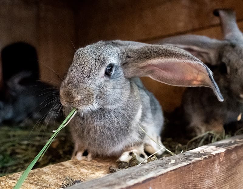 Симпатичный кролик жует травинку