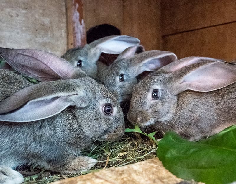 Серые кролики едят зеленую травку