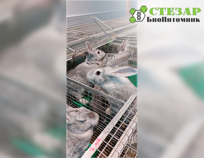 Кролики Советская шиншилла в БиоПитомнике Стезар