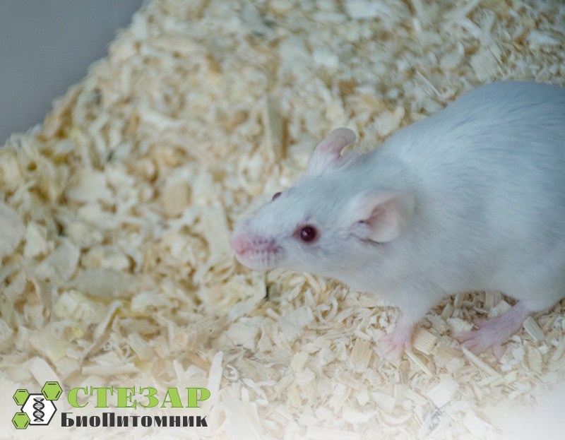 Белые лабораторные мыши SHK