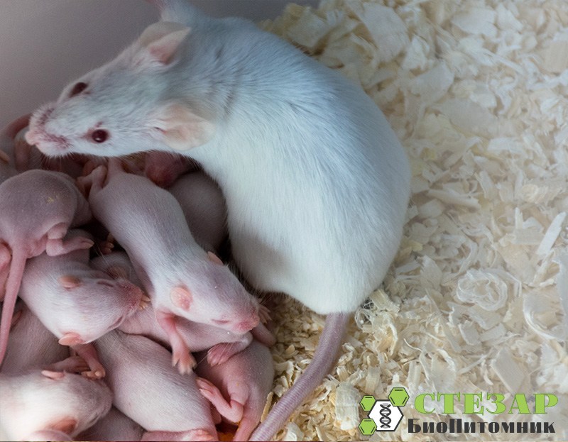 Белые лабораторные мыши SHK в БиоПитомнике СТЕЗАР