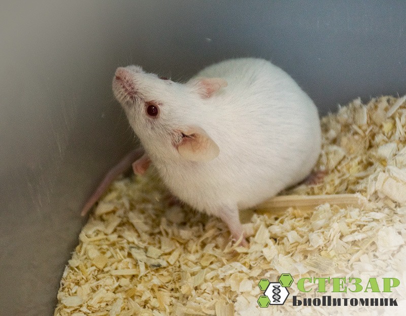 Белые лабораторные мыши SHK в БиоПитомнике СТЕЗАР