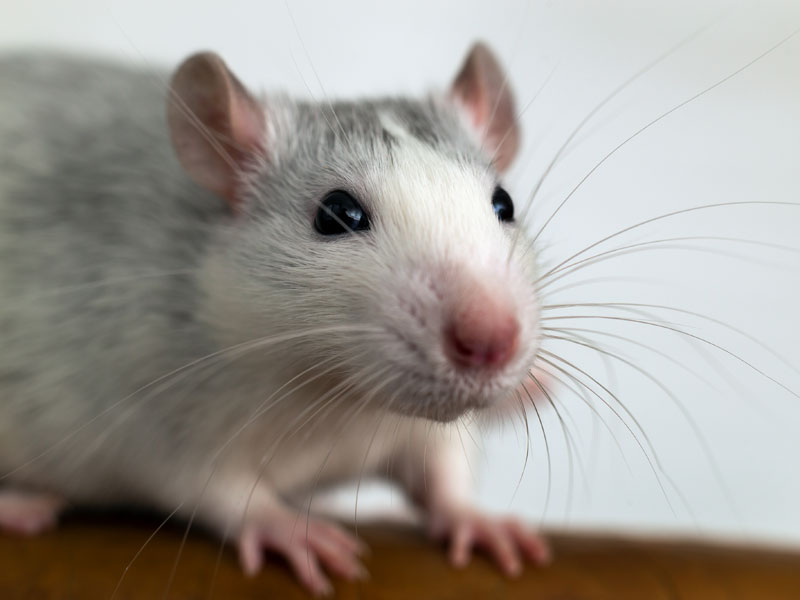 Лабораторная крыса с длинными усами