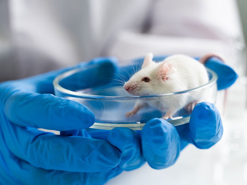 Научный эксперимент с белой лабораторной мышью