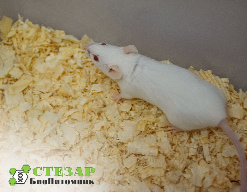 Белые мыши Balb/c в БиоПитомнике Стезар