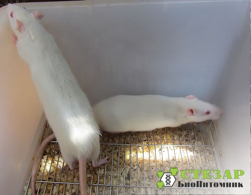 Нелинейные крысы в БиоПитомнике Стезар