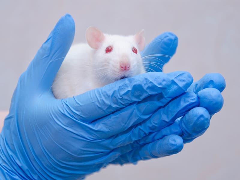Белая лабораторная крыса Вистар в руках у исследователя