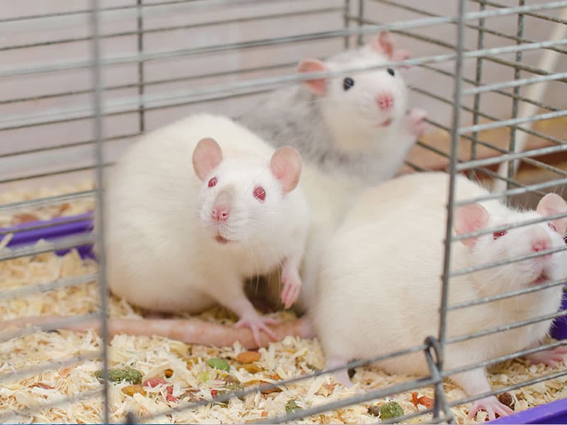 Три лабораторных крысы с интересом выглядывают из клетки
